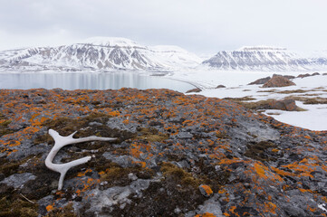 Landscape over a fjord on Spitsbergen. A rock covered by orange lichen in the foreground. A reindeer antler in the left corner.