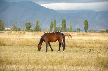 Fototapeta premium Brown horse with birds sitting on its back, grazing on dried grass field in Kyrgyzstan