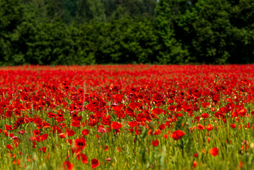 red poppies in one large beautiful poppy field
