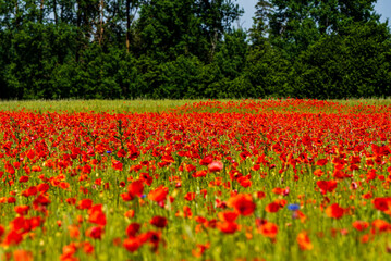 red poppies in one large beautiful poppy field