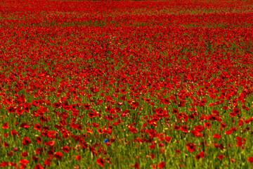 red poppies in one large beautiful poppy field