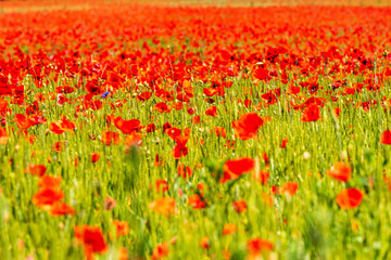 red poppies in one large beautiful poppy field