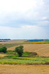 Fototapeta na wymiar Beautiful landscape. Wheat field. Haystacks. Sunny summer day. Hay bales. Stubble field. Big yellow field after harvesting. 