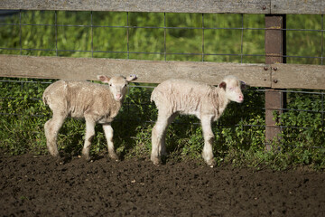 Fototapeta premium Sheep and Lambs