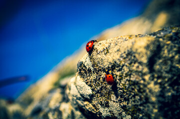 Ladybird on the rock