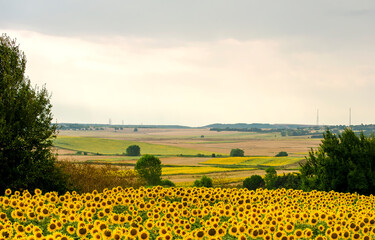 Sunflower field against background of multi-colored farm fields with colorful agricultural crops.  Farming in Turkey. Agricultural field in the suburbs of Istanbul, Silivri. Selective focus image.