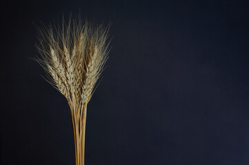 yellow spike on a black background photographed horizontally