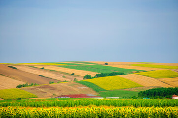 Sunflower field against background of multi-colored farm fields with colorful agricultural crops.  Farming in Turkey. Agricultural field in the suburbs of Istanbul, Silivri. Selective focus image.