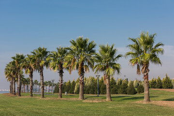 Palm trees at sea coast