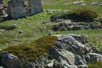 Young Marmot