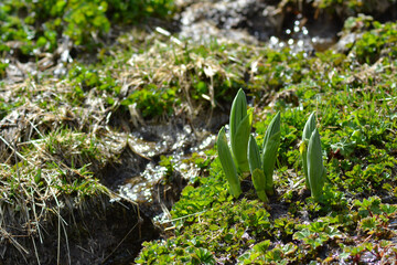 moss on the ground