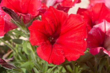 Red petunia flowers in a garden during spring