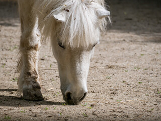 White pony or small horse Equus ferus caballus looking for food on the ground.