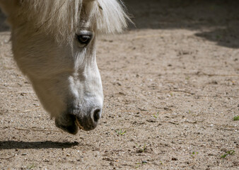 White pony or small horse Equus ferus caballus looking for food on the ground.