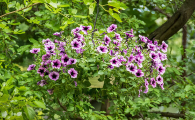 Flower pot or vase with small purple flowers hanging.