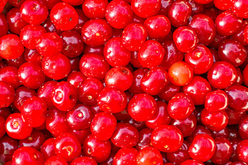 the red juicy ripe cherry for backdrop background