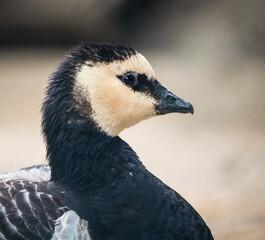 Close up detail with a Barnacle Goose on blurred background.