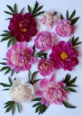 Flower peonies from the Garden of Eden. They have a divine aroma. They fascinate and inspire.