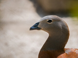 Close up detail with the head and the neck of a Ruddy-headed goose (Chloephaga rubidiceps).
