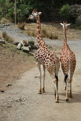 Girafes du zoo de Wellington, Nouvelle Zélande