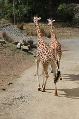 Girafes du zoo de Wellington, Nouvelle Zélande