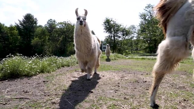White llamas in the forest.