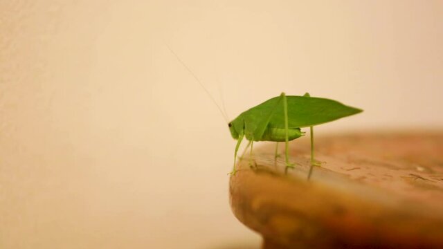 A Tettigoniidae, also known as katydids, or bush crickets, or esperanca, jumps, walks crawls, moves around the house.