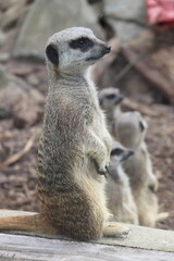 Fototapeta premium Suricate du zoo de Wellington, Nouvelle Zélande