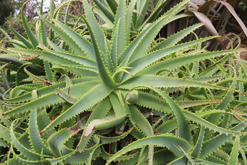 Aloe vera du jardin botanique de Wellington, Nouvelle Zélande