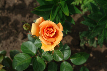 A close up of semi-open apricot rose growing in the garden, top view