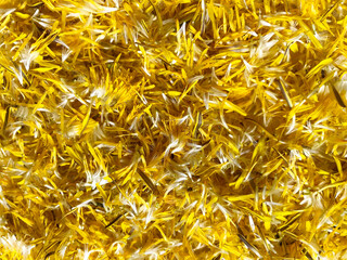 Floral background - yellow dandelion petals.
