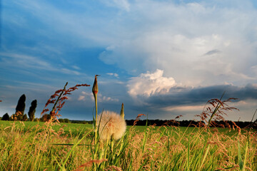 air lonely dandelion on the field