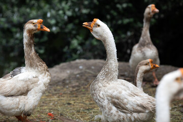 A flock of domestic geese on a farm