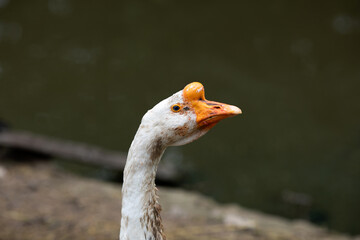 Portrait of a domestic male goose on the farm