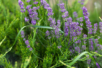 Purple lavender grows in the garden