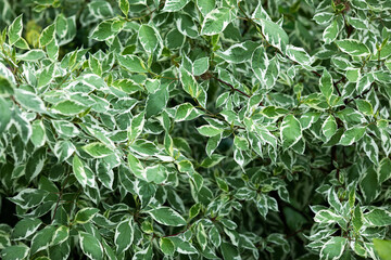 Green background with leaves Ficus Benjamina.  
Growing ficus in the garden