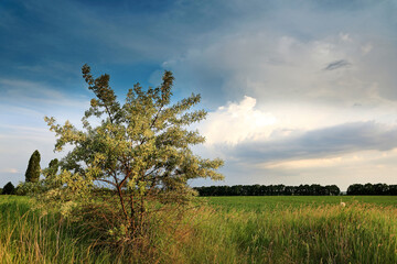 beautiful spring landscape with field