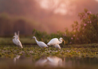 Great Egrets fishing at sunrise
