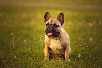 French bulldog posing in the grass