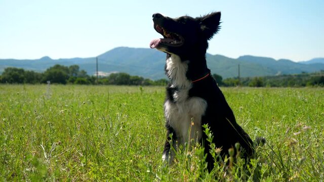 dog- border collie education in a park