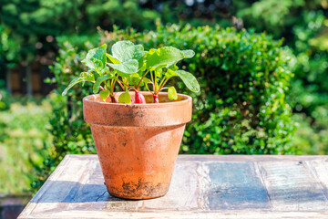 Young raddish plants in a pot on an outdoor table - urban vegetable garden idea