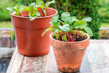 Fototapeta na wymiar Young raddish and beetroot plants in pots on an outdoor table - urban vegetable garden idea
