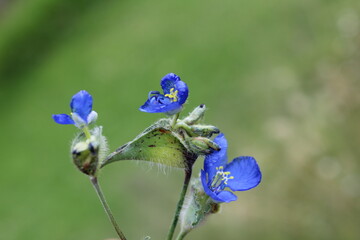 Flor azul mexicana