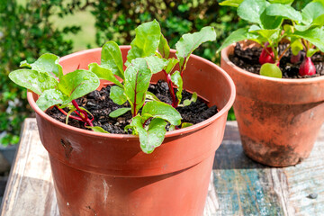 Young beetroot and raddish plants in pots on an outdoor table - urban vegetable garden idea