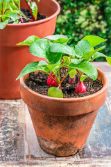 Young raddish plants in a pot on an outdoor table - urban vegetable garden idea
