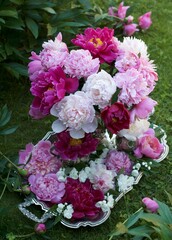 Flower peonies from the Garden of Eden. They have a divine aroma. They fascinate and inspire.