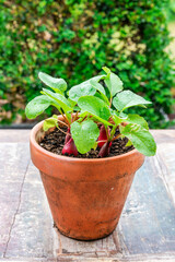 Young raddish plants in a pot on an outdoor table - urban vegetable garden idea