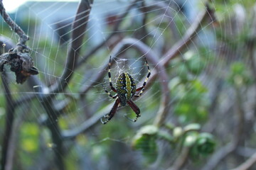 Ara&ntilde;a mexicana