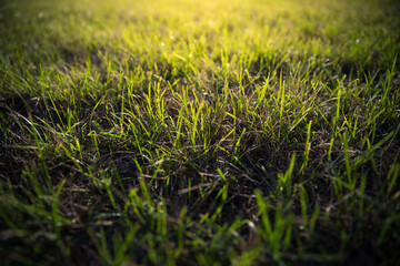 Close-up grünes Gras Nahaufnahme
