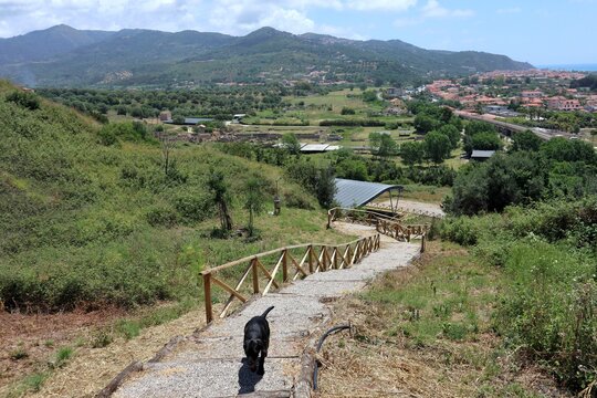 Velia - Cane sulla scala del sentiero